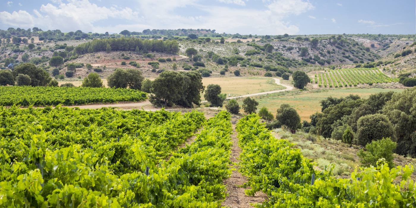 Vista de la rambla desde la ladera oriental que lo aberga.