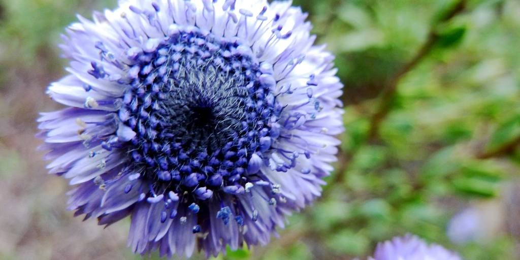 CIbaez4Terrera_ExtraGrande