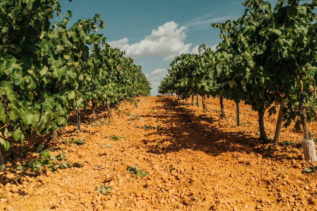 Interior de una bodega de la Ruta del Vino de La Manchuela con barricas de roble